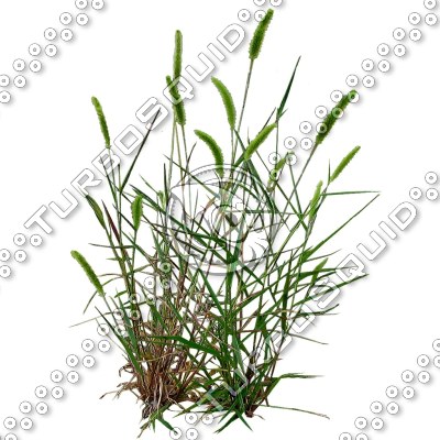 Grass_19.tga