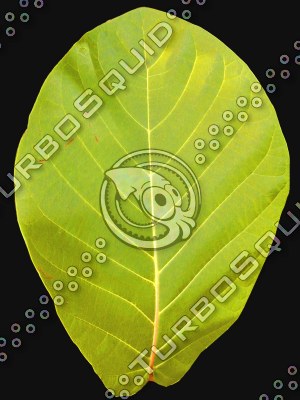 orchard cabbage 3d 3ds - cabbage by peregrind