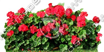 Flower_N_15.tga