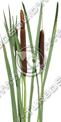 BushL_Rush_01a.tga