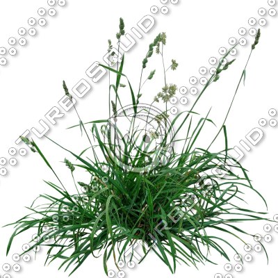Grass_05.tga