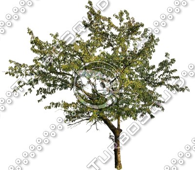 tree39