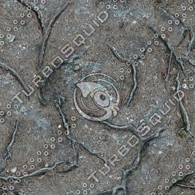 FOREST GROUND - roots, needles and rocks