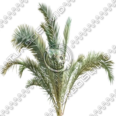 Branch_palm_2.tga