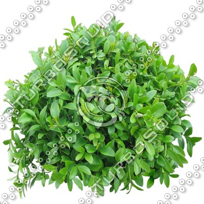 Bush_S_11.tga