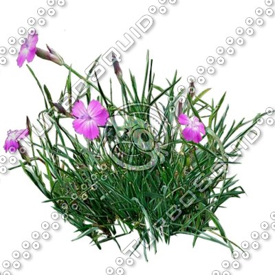 Grass_12.tga