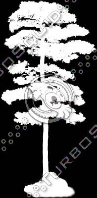 Japanese White Pine 2 ---------------------  High Resolution