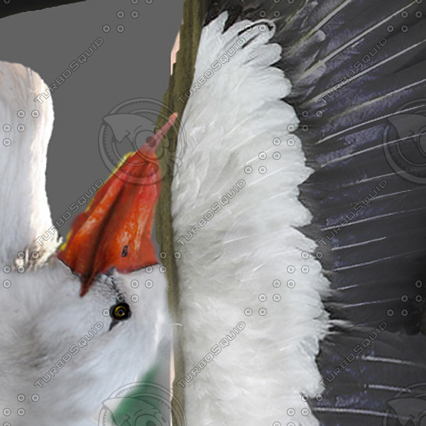 stork flight wings max - Animated Stork by NONECG