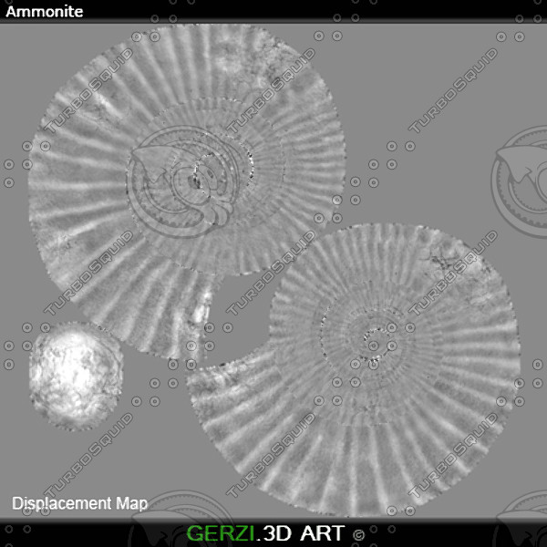 3d ammonite fossile - Ammonite Fossil by Gerzi 3D ART