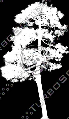 Japanese Red Pine 2 High Resolution
