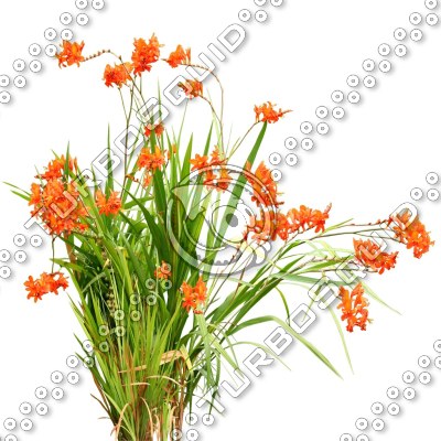 Flowers_N_05.tga