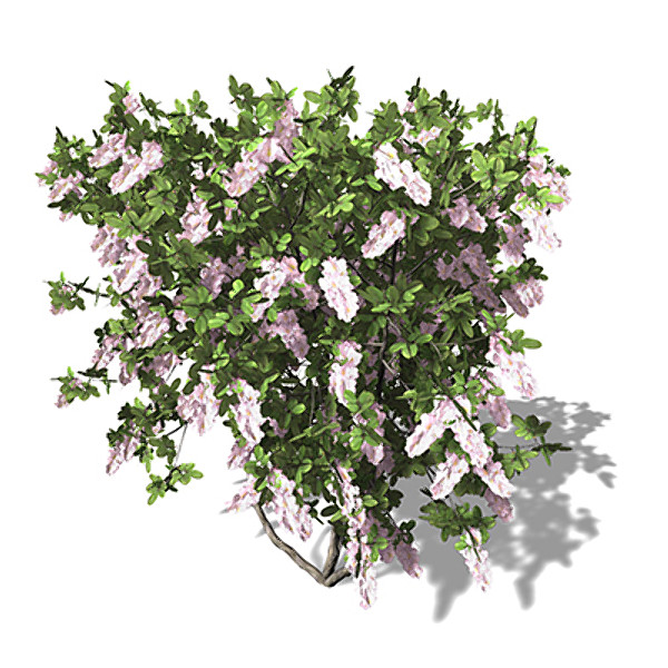 xfrogplants blossoming crape myrtle 3d model - XfrogPlants Blossoming Crape Myrtle by xfrog