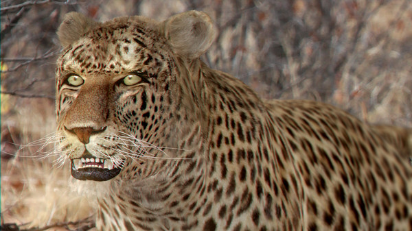 3ds max leopard fur animation - Animated Leopard by NONECG