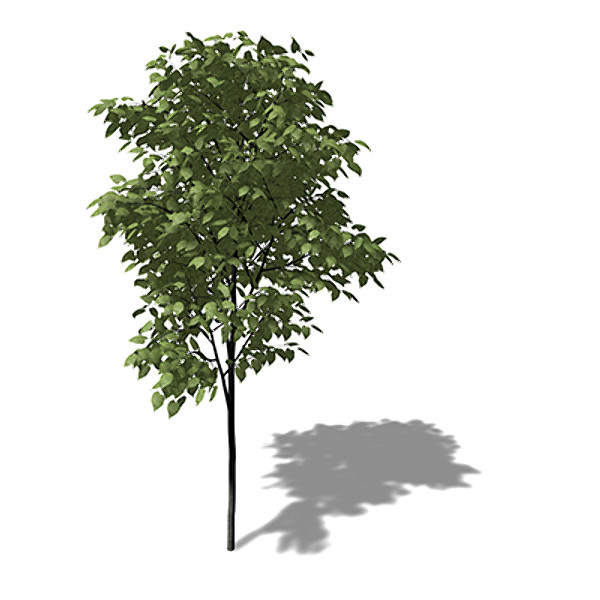 xfrogplants broad-leaved linden tree 3d model - XfrogPlants Broad-leaved Linden by xfrog
