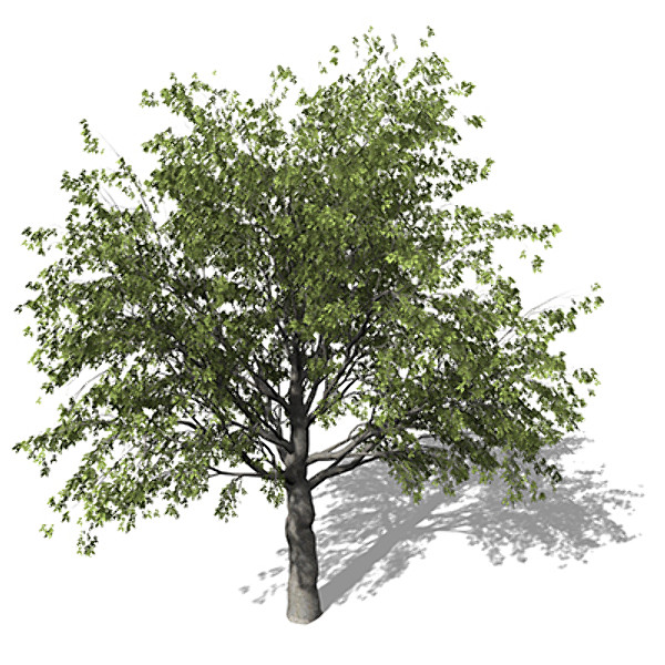 xfrogplants european hackberry tree 3d 3ds - XfrogPlants European Hackberry by xfrog