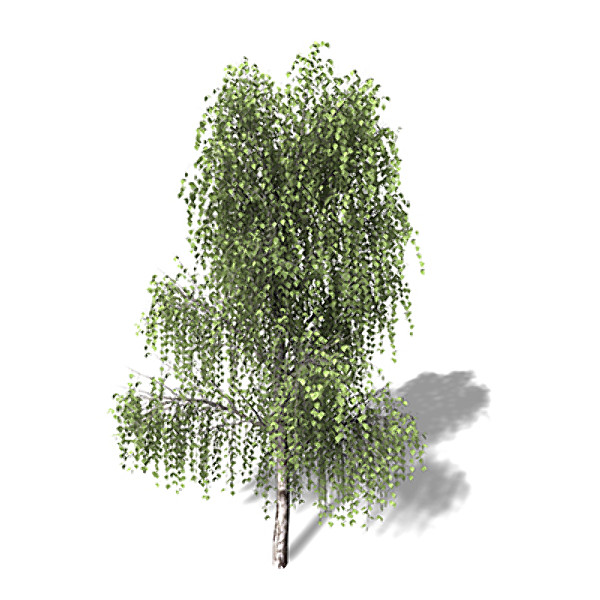 silver birch tree 3d model - XfrogPlants Silver Birch by xfrog