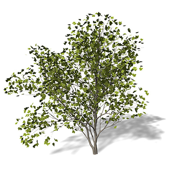 3dsmax xfrogplants field maple tree - XfrogPlants Field Maple by xfrog
