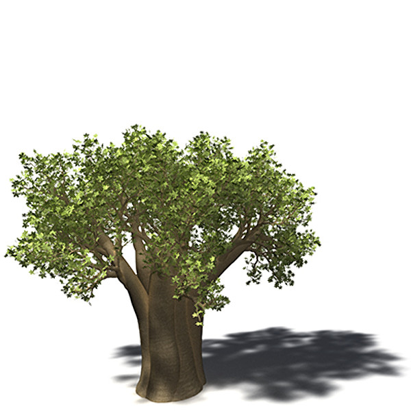 baobab tree 3d model - XfrogPlants Baobab by xfrog