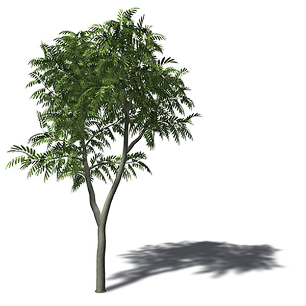3ds max xfrogplants african mahogany tree - XfrogPlants African Mahogany by xfrog