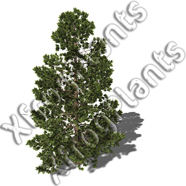 3ds max japanese trees japan dvd - XfrogPlants Japanese Trees DVD by xfrog