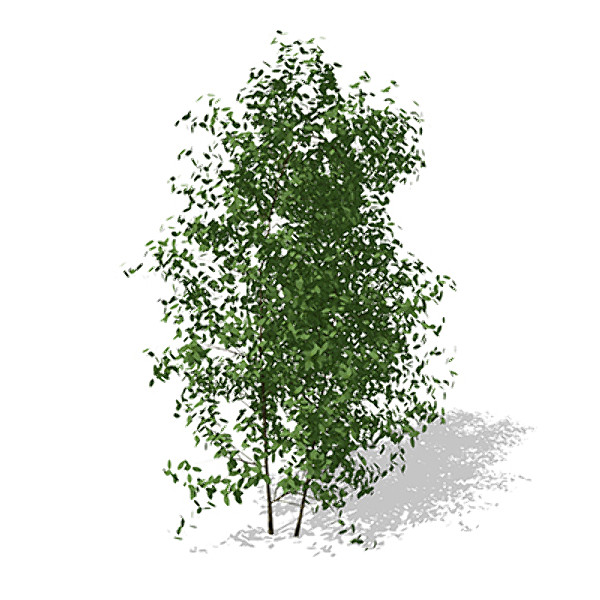 3d xfrogplants common privet plant - XfrogPlants Common Privet by xfrog