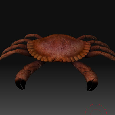 crab claws obj - crab by AexisOnFire