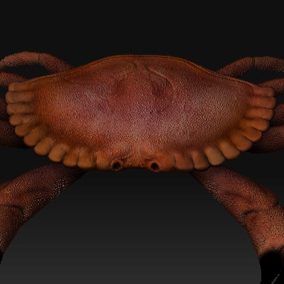 crab claws obj - crab by AexisOnFire