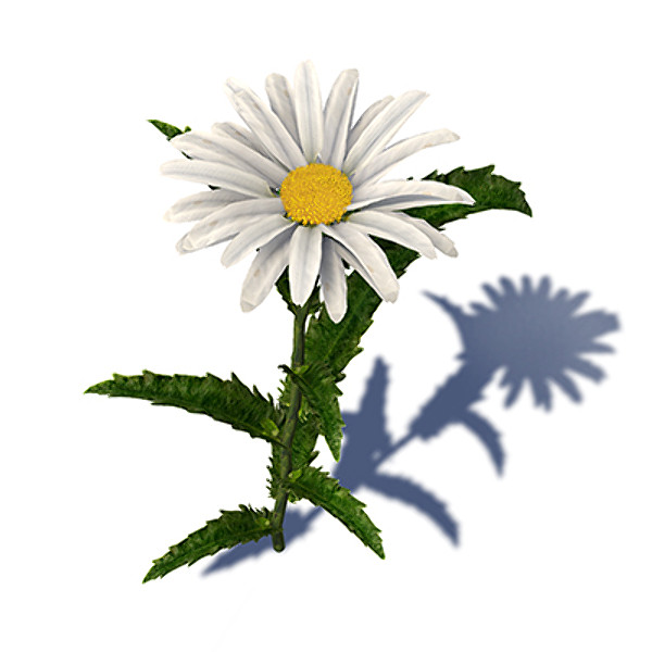 xfrogplants oxeye daisy plant 3d c4d - XfrogPlants Oxeye Daisy by xfrog