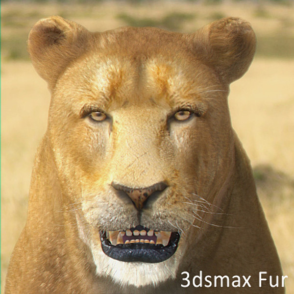 lioness polys 3d model - Animated Lioness by NONECG