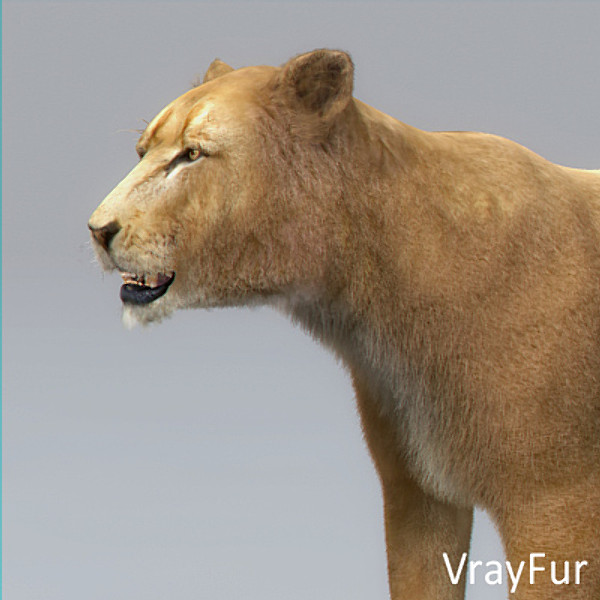 lioness polys 3d model - Animated Lioness by NONECG