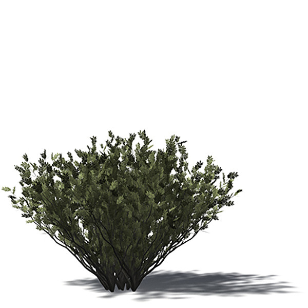 3d xfrogplants umbrella acacia tree - XfrogPlants Umbrella Acacia by xfrog