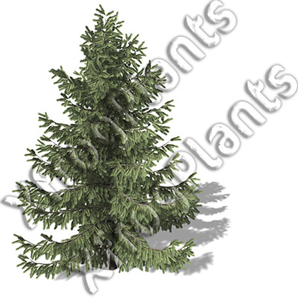 western usa trees dvd 3ds - XfrogPlants Trees from Western USA DVD by xfrog