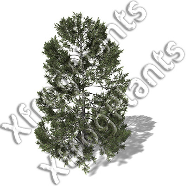 european trees 1 europe 3ds - XfrogPlants European Trees 1 DVD by xfrog