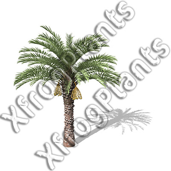 3d model trees fruit dvd plant - XfrogPlants Fruit Trees DVD by xfrog