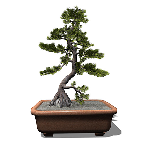 xfrogplants bonsai japanese white pine 3d 3ds - XfrogPlants Bonsai Japanese White Pine by xfrog