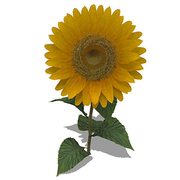 3d model xfrogplants sunflower plant - XfrogPlants Sunflower by xfrog