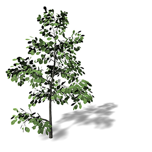 3d xfrogplants european beech tree - XfrogPlants European Beech EU by xfrog