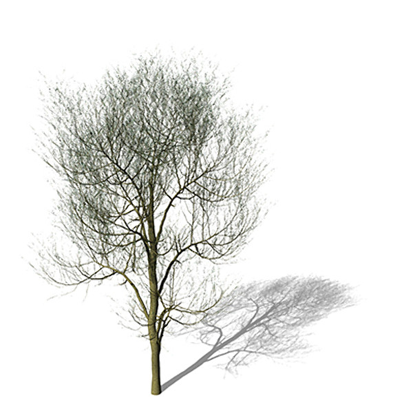 maya xfrogplants paloverde tree - XfrogPlants Paloverde by xfrog