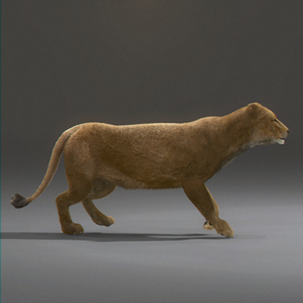 lioness polys 3d model - Animated Lioness by NONECG