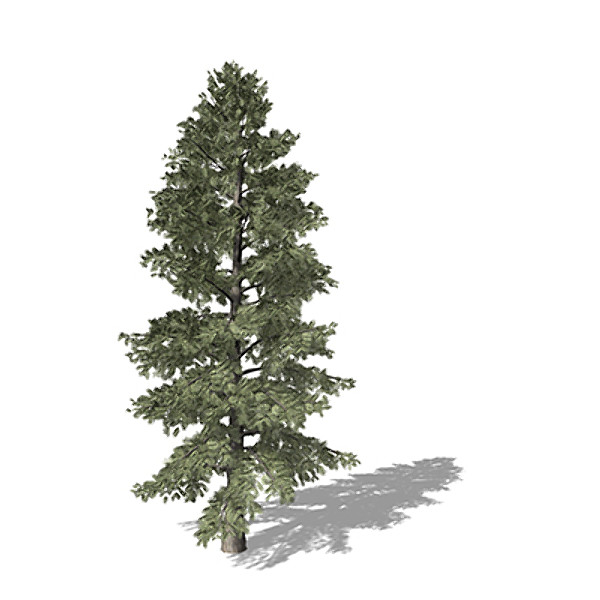 3d xfrogplants white fir tree - XfrogPlants White Fir by xfrog