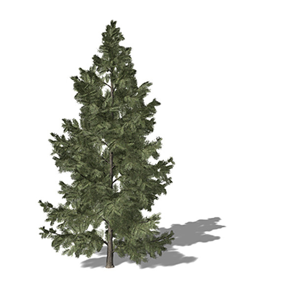 3d xfrogplants white fir tree - XfrogPlants White Fir by xfrog