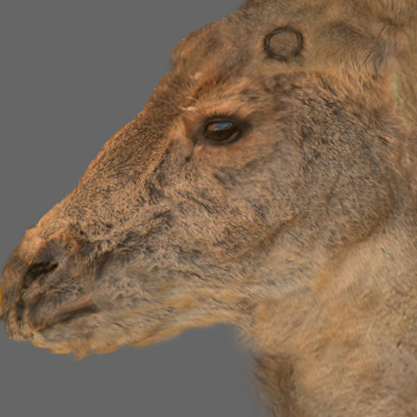 reindeer elk deer 3ds - Rigged Deer... by NONECG