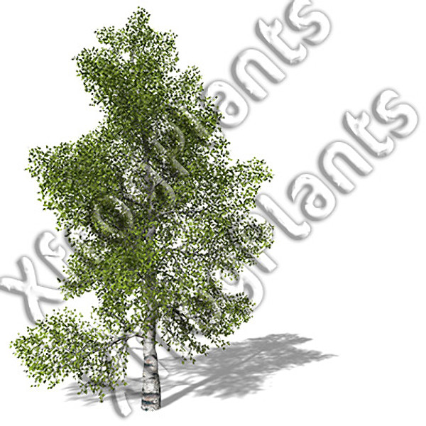 eastern usa trees dvd 3d model - XfrogPlants Trees from Eastern USA DVD by xfrog