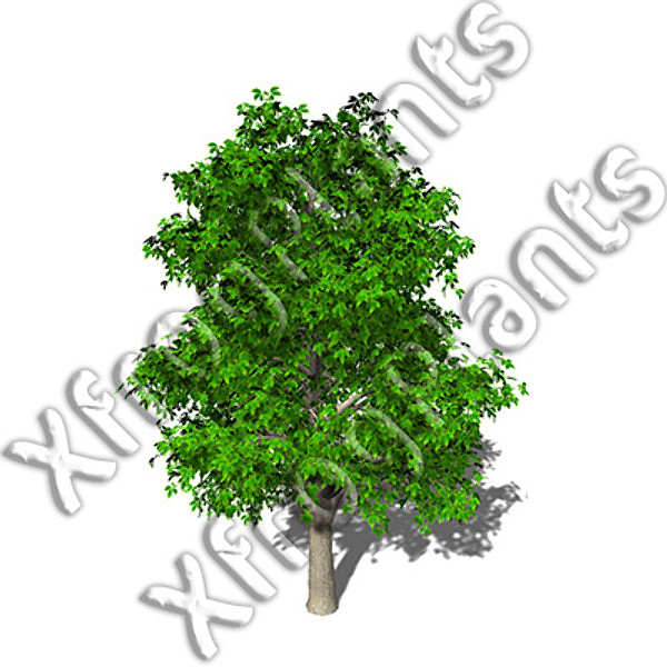 basic trees dvd xfrogplants 3d model - XFrogPlants Basic Trees DVD by xfrog