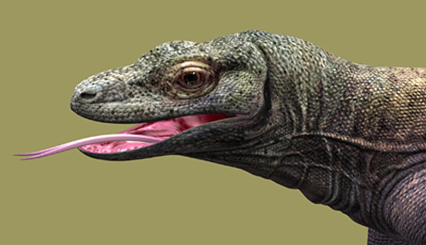 komodo dragon 3d model - komodo dragon by scrw