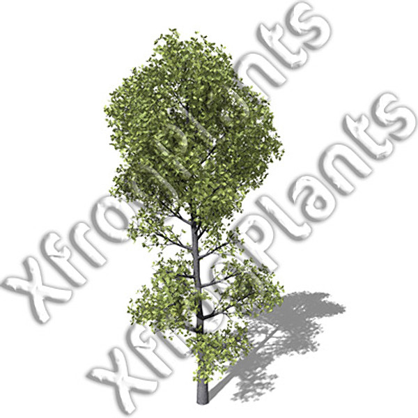 3d european trees 2 europe model - XfrogPlants European Trees 2 DVD by xfrog