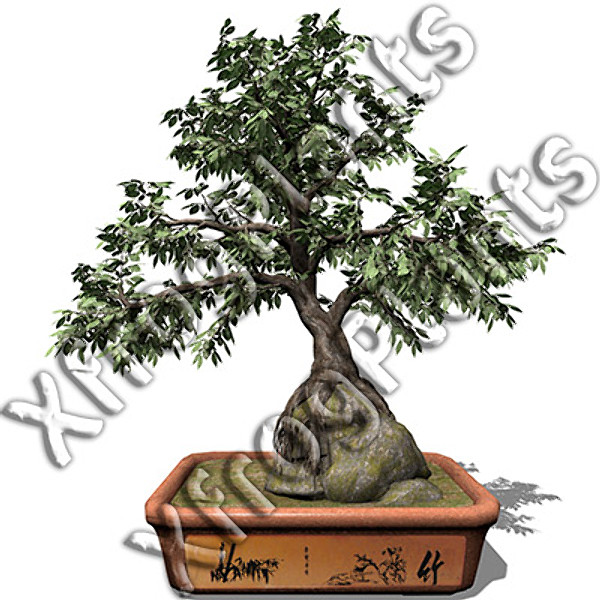 3d model bonsai trees dvd plants - XfrogPlants Bonsai DVD by xfrog