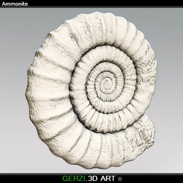 3d ammonite fossile - Ammonite Fossil by Gerzi 3D ART
