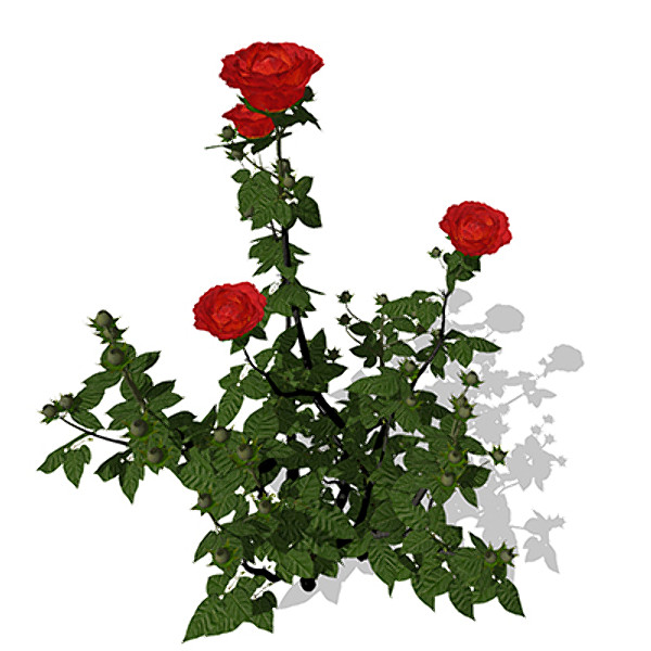 maya xfrogplants hundred-leaved rose - XfrogPlants Hundred-leaved Rose by xfrog