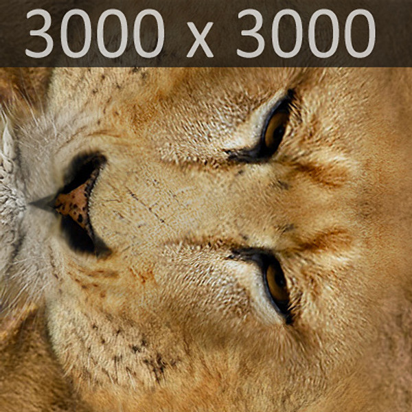 lioness polys 3d model - Animated Lioness by NONECG